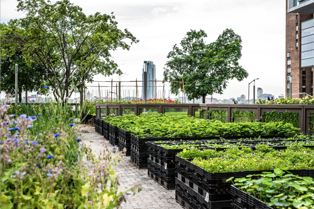 Urban Farming – How to Farm Inside the City