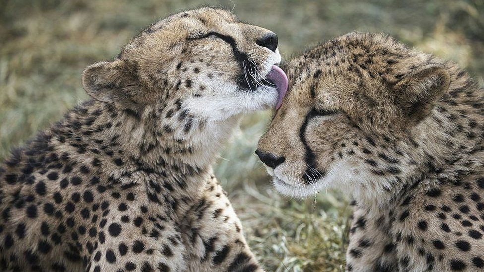 A captive cheetah licks her sibling in an enclosure at the Cheetah Conservation Fund in Otjiwarongo, Namibia, on February 18, 2016.