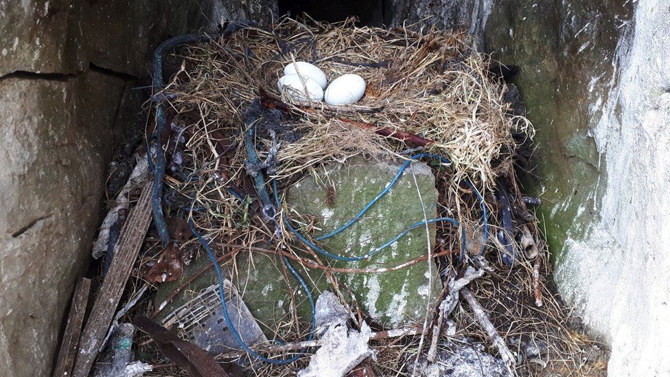 A bird's nest with plastic debris