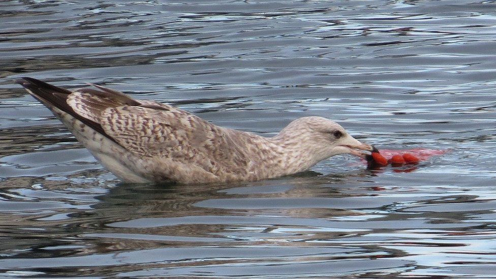 Herring gull trying to eat a rubber glove