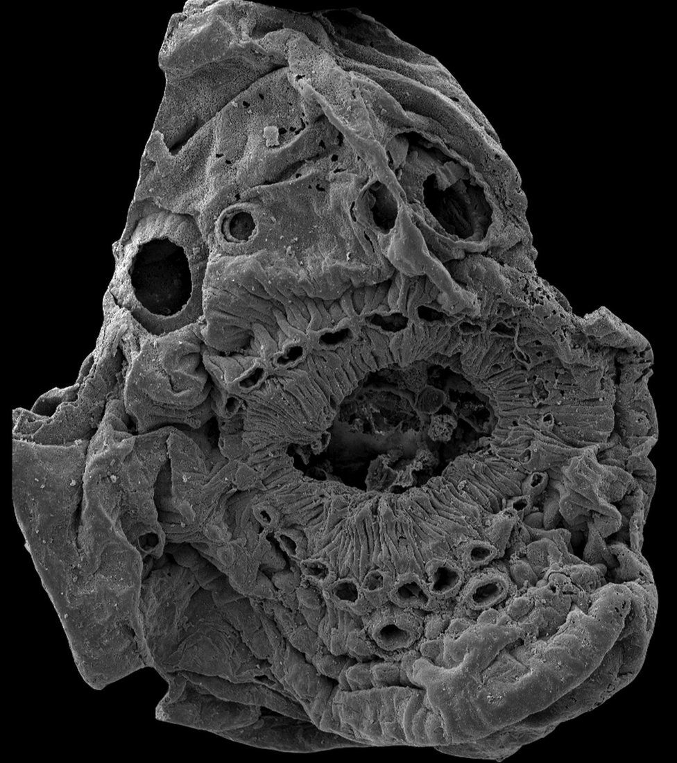 A detailed image of Saccorhytus coronarius