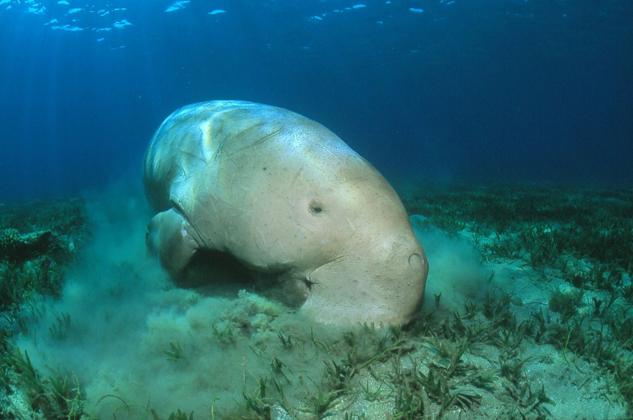 Dugong feeds on the seabed