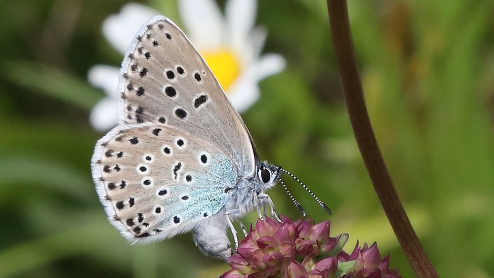 A large blue butterfly laying eggs