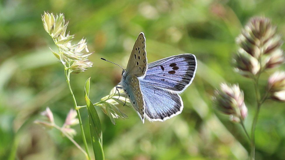 The Large blue has been recorded on around 40 sites in England