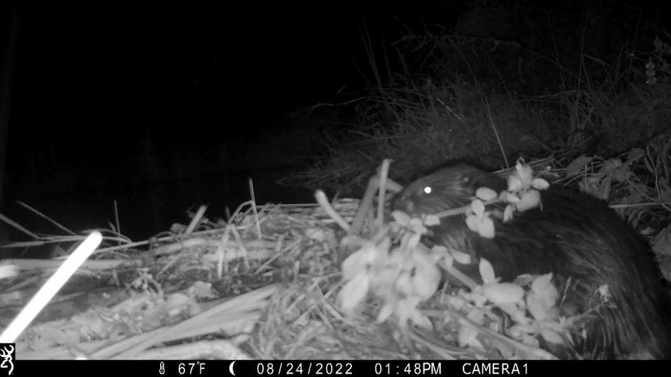 A photo of a beaver