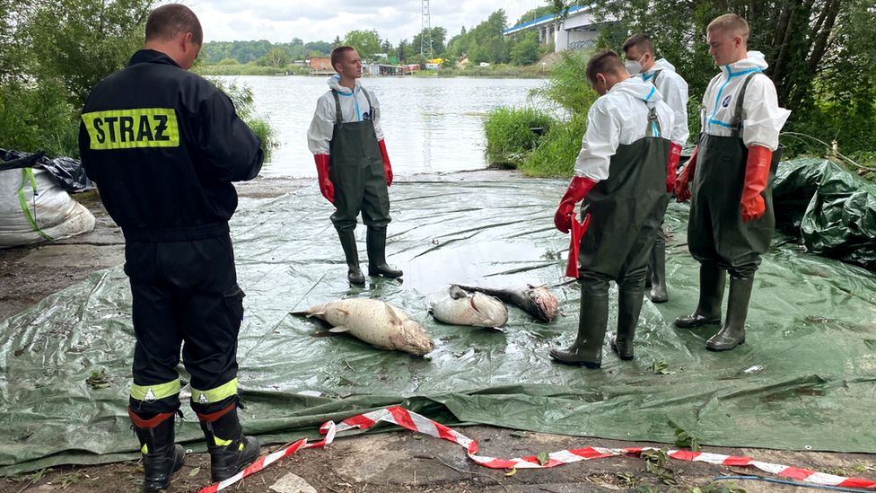 Dead fish are removed from the River Oder and placed on a tarpaulin