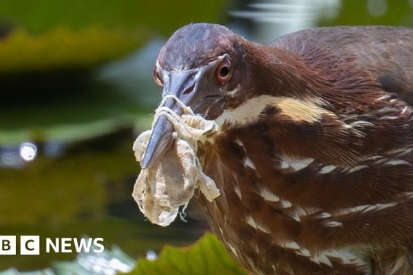 Plastic pollution: Birds all over the world are living in our rubbish
