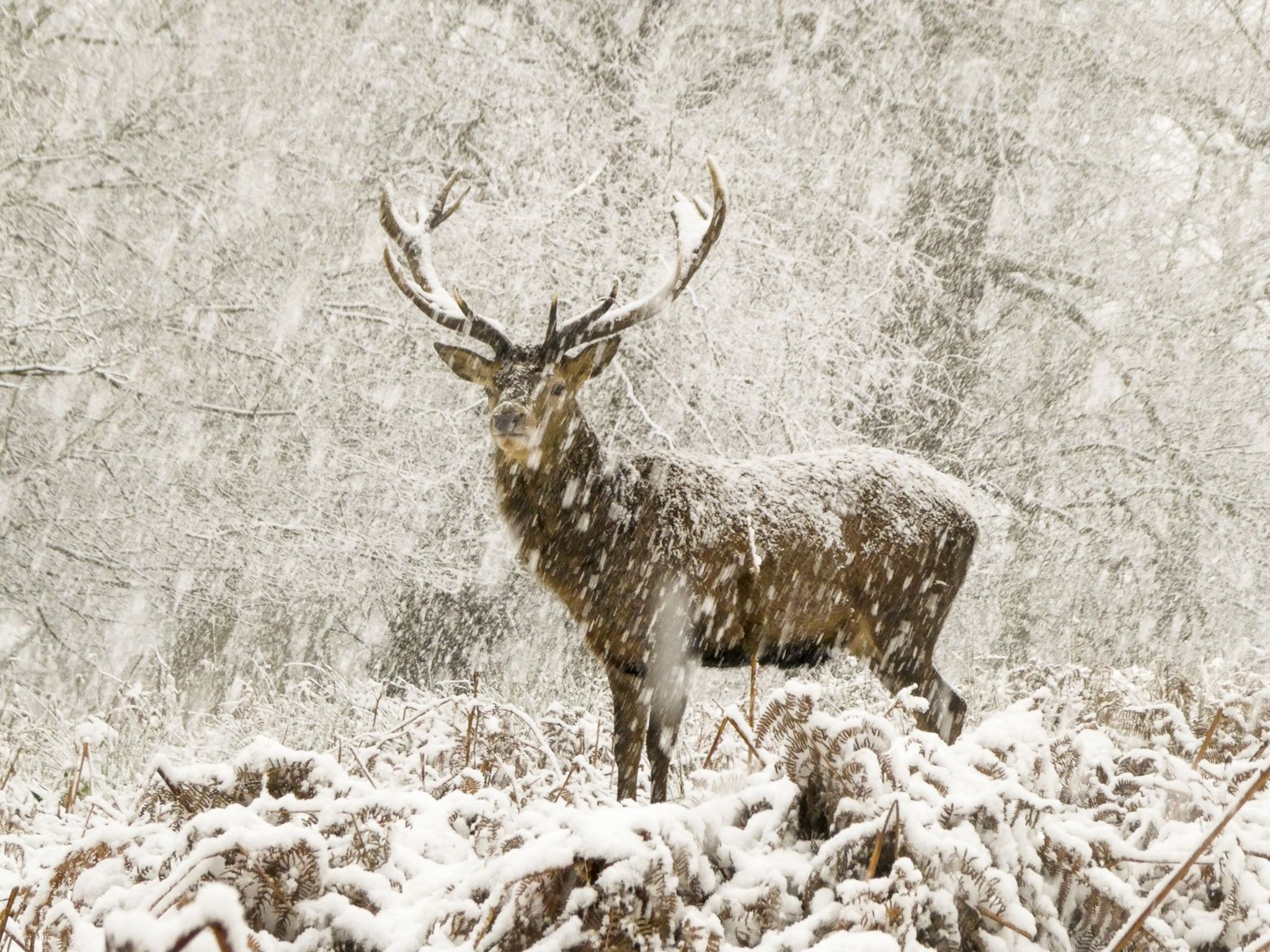 Stag stood in snow flurry