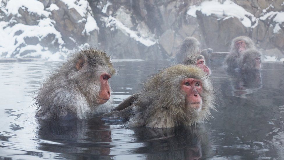 The Japanese Macaques from episode 3 are captured grooming each other as they relax in thermal baths high in the mountains