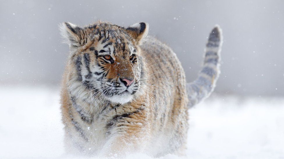 Siberian tiger walking through deep snow, the Taiga forest, Russia