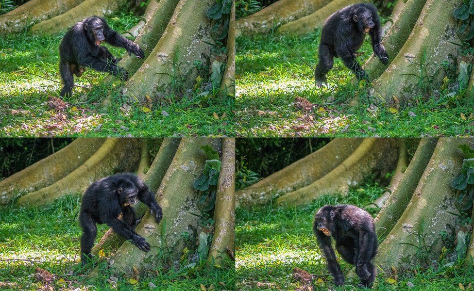 Chimp drumming on tree root