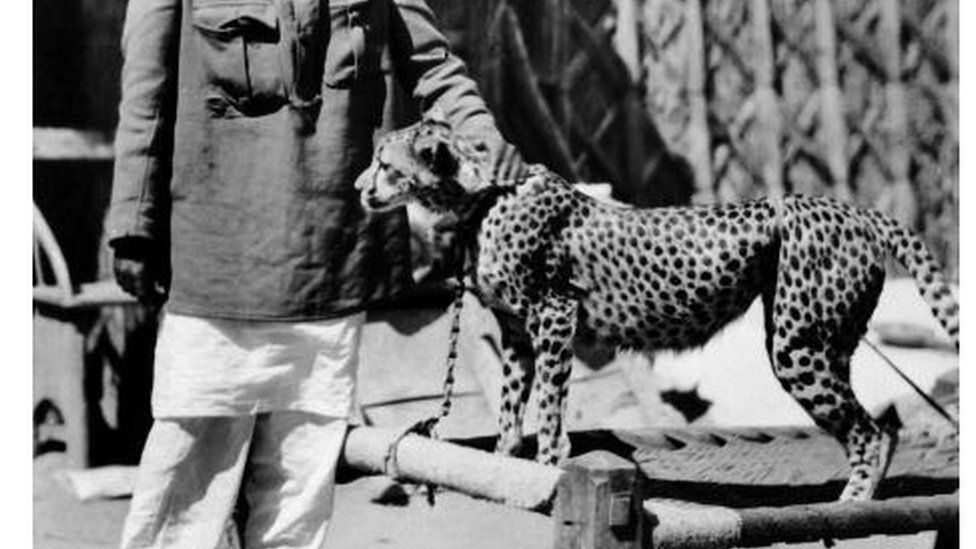 INDIA - JANUARY 01: A domestic cheetah in India in the 30's and 40's