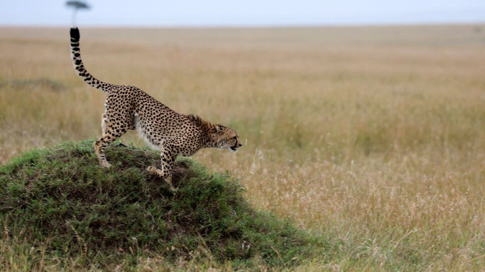 cheetah in Kenya