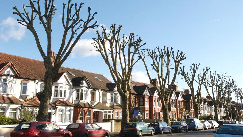 Trees on a West London street