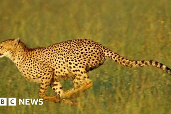 Cheetah: World's fastest cat returns to India after 70 years
