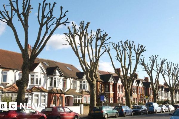Climate change threatens health and survival of urban trees