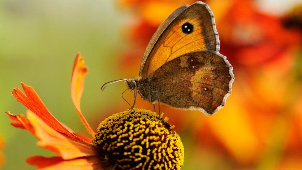 The Gatekeeper butterfly