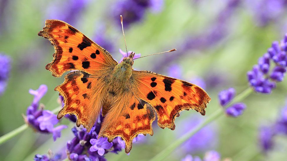 Comma butterfly