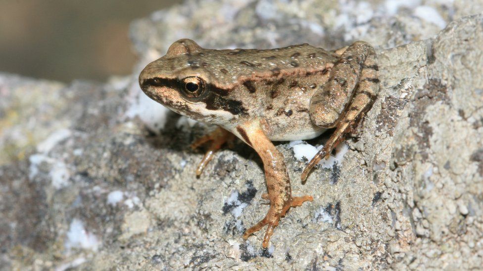 The European common frog also benefitted from the programme